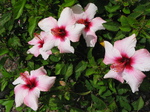 27884 Pink hibiscus flowers.jpg